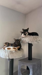 Cat tree in full bloom! | fivecrazycats