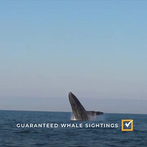 Check this off your bucket list! Right now, save 30% or book three adventures for the price of two. | Vallarta Adventures