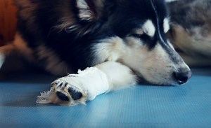 How To Wrap A Dog's Paw So The Dressing Won't Come Off - Cuteness