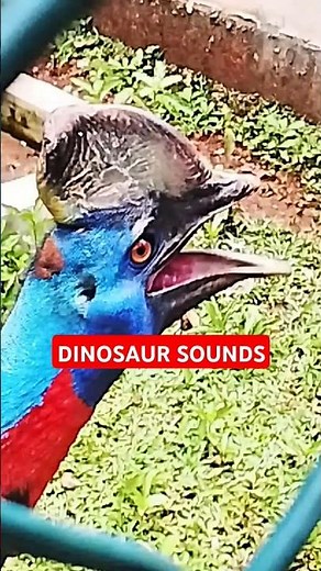 This is the Sound of the Cassowary an Ancient Bird That Looks Like a Dinosaur