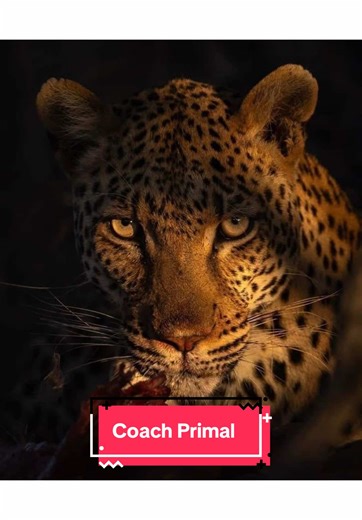 Clarity. Confidence. Results. Introducing Coach Primal – your strategic partner in fitness. Tired of generic plans? He builds custom blueprints for strength and health. Struggling to stay consistent? He provides daily accountability that actually works. He solves the problem of going it alone. 👉 How to Start: Link in bio to apply for a complimentary strategy session. Let’s discuss your goals and build a plan to smash them. Your strongest self is waiting. Let’s begin. #strengthtraining #fitness 