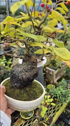 팥배나무 자연고목 Sorbus alnifolia Micromeles alnifolia #アズキナシ #smile_bonsai_auction #bonsai #盆景 #盆栽競賣