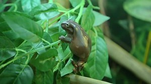Tropical Tree Frog On Green Leaf
