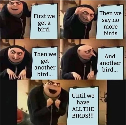 BirdTricks on Instagram: "I don’t just love birds… I love all the birds. #bird #parrot #birdtricks #pet #funny"