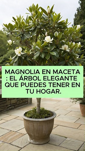3.4K views · 44 reactions | Magnolia en maceta: el árbol elegante que...