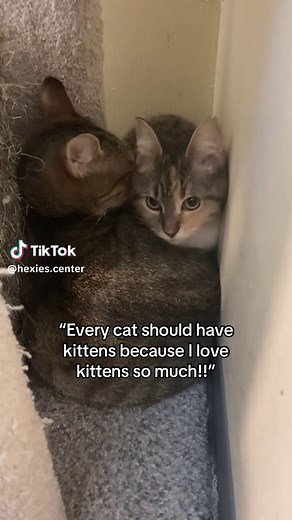 Prevent Cat Overpopulation: Spay and Neuter Awareness