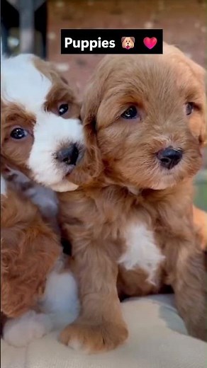 8-Week-Old Cockapoos & Golden Retriever Puppies = Fluff Overload 🐾 #cockapoos #goldenretriever
