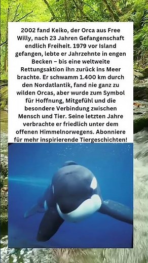 🟢Die letzte Reise von Keiko – Ein Orca findet Freiheit