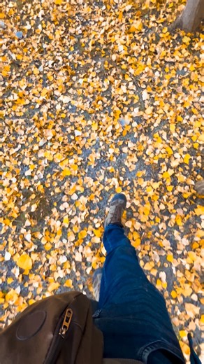 Syedabad – The Golden Calm of Gilgit 🌾🌄✨ Nestled along the banks of the Gilgit River, Syedabad glows with quiet beauty — a place where autumn leaves dance, mountain winds whisper, and everyday life moves gently under the northern sky. 🍁🏔️💛 From golden trees lining the roads to peaceful village paths, Syedabad feels like a moment of stillness captured in time. 💫🍃 Whether you stand by the river or watch the sunset fade behind the peaks, Syedabad leaves a warmth you carry long after you leav