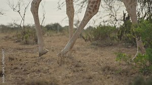 Right to left slider shot of a Reticulated Giraffe's (Giraffa reticulata) legs pacing in the bushland savanna during an afternoon in kenya