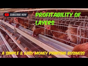 How to Turn Layers Chicken Farming into a Money Printing Business 7 Secrets to Maximum Profitability