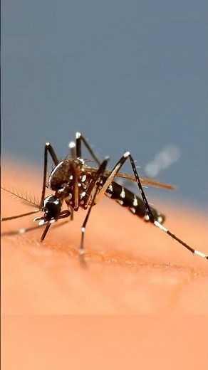 “How Mosquitoes Drink Blood? | The Feeding Ritual | AI Short”
