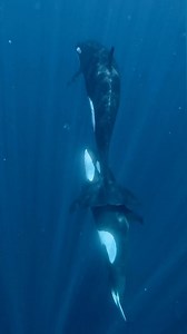 2.2K reactions · 268 shares | Trust✨ LoveTenderness 懶❤️ . .  @sweet_salt_t . . . #cetaceans #dolphins #orcas #killerwhales #underwaterphotography #underwatervideo #whaleswim #diving #diveadventure #blackfish #gopro #mexico | Champions for Cetaceans | Facebook