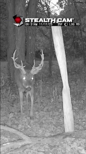You Check Your Cameras and See THIS... What's Your Next Move?!
