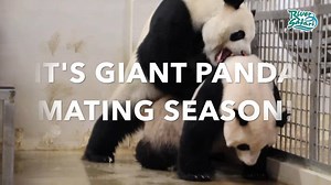 How well do you know the giant panda mating season? Take this test to see if you are the ultimate giant panda fan! 🐼 Kai Kai and Jia Jia are going to make a baby soon. Wish them luck! | Mandai Wildlife Reserve