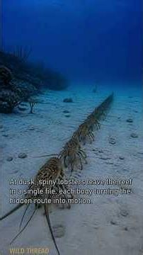 Spiny Lobsters: The Compass That Reads Earth's Magnetic Field