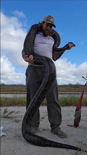 GIANT PYTHON IN FLORIDA!