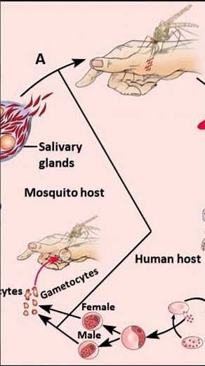 diagram of life cycle of plasmodium
