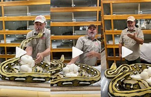 Viral Video: Zookeeper Gets Bitten by Python ‘Right on the Face’ While Trying to Take its Eggs for Hatching | WATCH