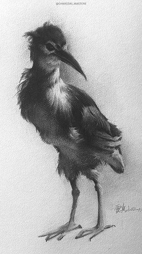 Charcoal Drawing Art Gallery on Instagram: "Exquisitely rendered in charcoal, this drawing captures the delicate and captivating form of a young bird with remarkable detail and depth. The artist’s mastery in handling light and shadow is evident in the subtle gradients that bring out the bird’s soft plumage and delicate bone structure. Each stroke embodies the essence of the medium, highlighting its ability to convey both intricate details and rich, velvety textures. The composition feels alive,