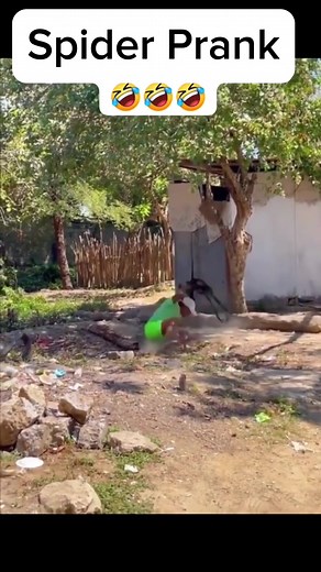 Funny Fake Spider Prank Compilation