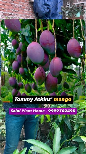 45 reactions | Love juicy, vibrant mangoes? Plant your own Tommy...