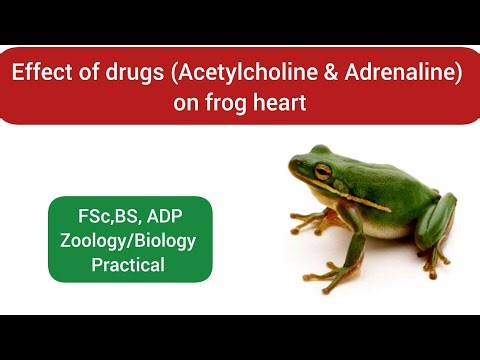 Dissection of frog|dissection of male and female frog|FSc Biology Practical|BS Zoology Practical