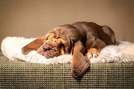 Meet the Adorable Dog Breeds with the Longest Ears