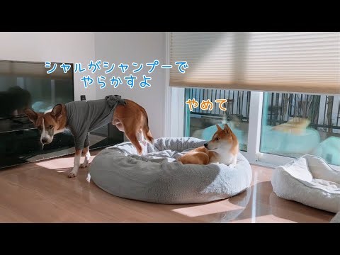 やっちまったシャルちゃん#柴犬 #雑種犬 #元保護犬