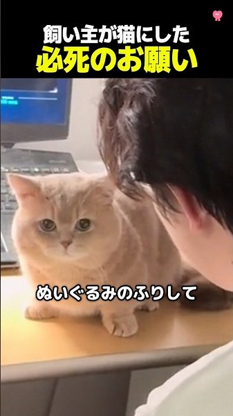 猫の演技力が高すぎた