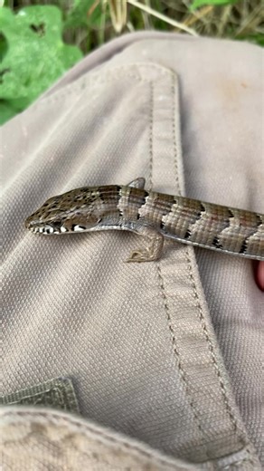 Every alligator lizard I find has a different look, no two are the same. And this was the first from the Canelo Hills region; I seem to find them a lot more at higher elevations. #lizard #reptile #animals #wildlife #nature