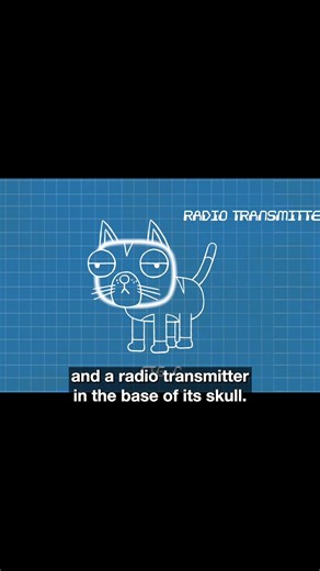 Don’t let the cuteness fool you, Agent Fluffers is a professional 🐱 #sketch #spy #comedy | CollegeHumor