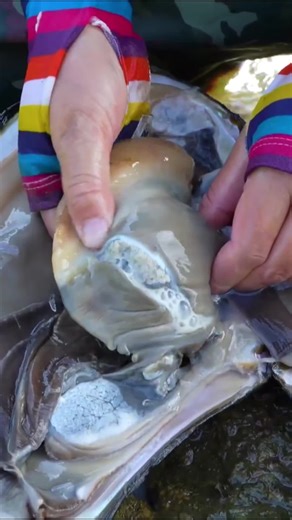 Discovering Silver Pearls Inside a Giant Clam