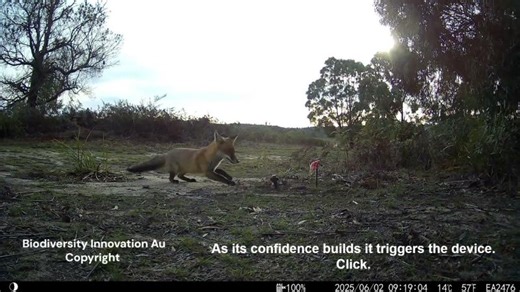 Fox Control Methods in Victoria: Canid Pest Ejectors Explained | Lisette Mill posted on the topic | LinkedIn