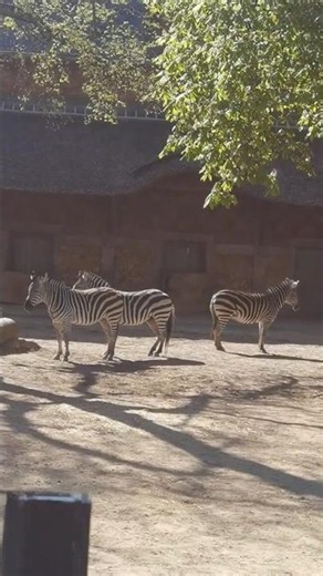 Antwerp zoo animals