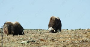 Two massive horned Musk ox bulls graze on Dovrefjell mountain in Norway; static