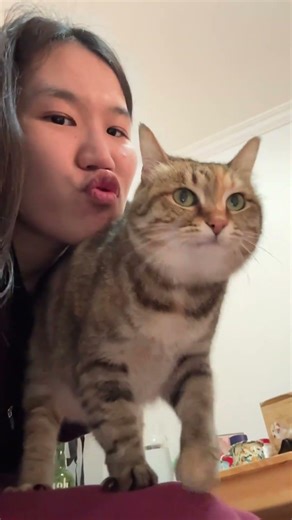 From Strangers to Family: My Heartbeat Cat's Journey Adoption PetLove