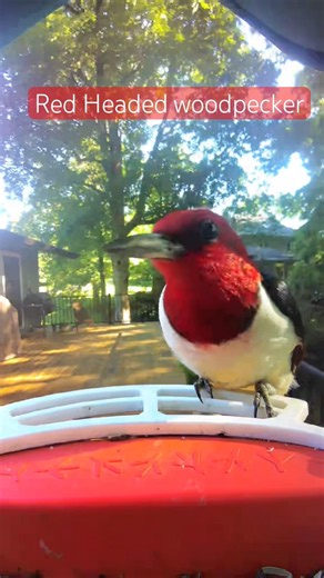 Redheaded wood pecker visits Birdbuddy feeder #woodpecker #redheaded #birds #bird
