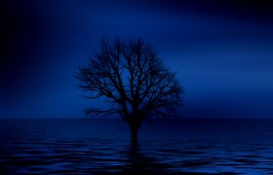 Tree, Cinemagraphs, Loneliness. Free Stock Video