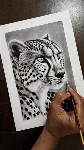 Realistic Cheetah Drawing #art #cheetah #drawing