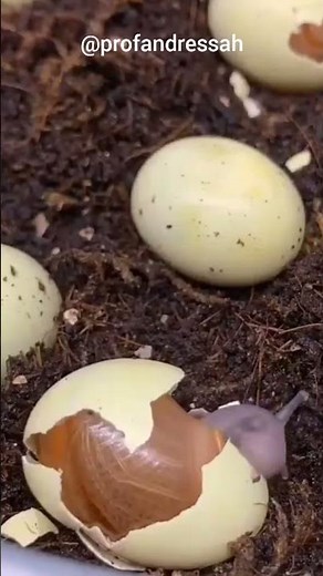 reprodução de gastrópodes