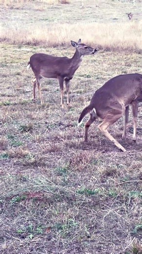 Deer Marking Territory #deer #deerhunting #hunting #animals #pets #yt #shorts #youtube #music #edit