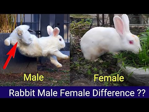 Rabbit Male Female Difference