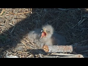 Jackie leaves babies alone in the nest for some time | Big Bear Bald Eagle | Apr 6, 26