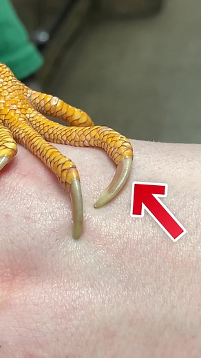 How to cut your lizards nails 💅 #pet #lizard #howto