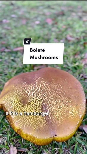 Bolete Mushrooms: Foraging and Cooking Tips