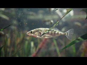 Stichlingsbecken im Aquarium GEOMAR in Kiel (5)