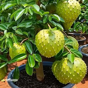 30K views · 539 reactions | Best technique for growing soursop tree to produce surprising yields. | Tree Garden | Facebook