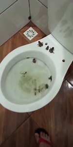 198K views · 578 reactions | Plumbers Choice on Reels | Facebook