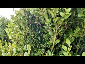 'Only thing we see working': How to prevent box tree moth damage in your garden this summer